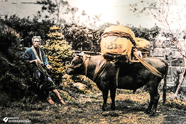 Photo of the origins of the Wagyu breed which was initially used for draught work in agriculture and transport